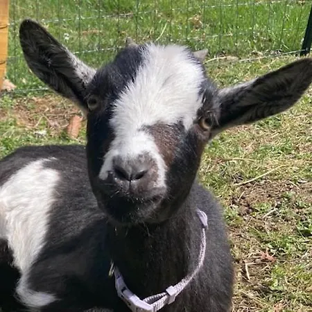 Les Tutes De La Verniere